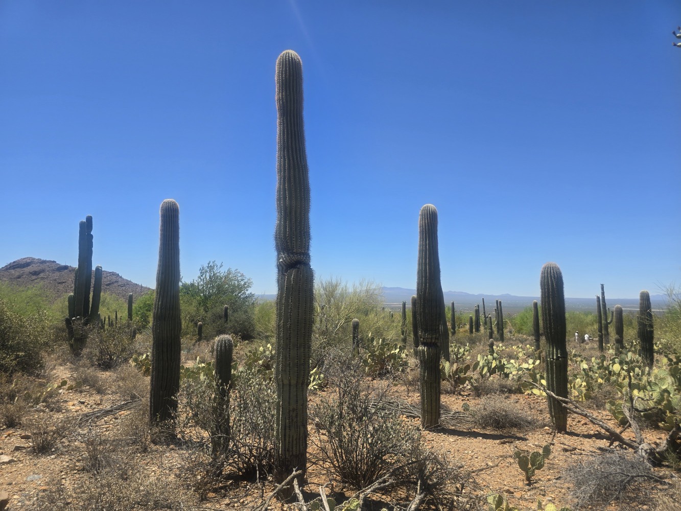The Arizona desert